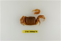 藏品(斯氏沙蟹)的圖片